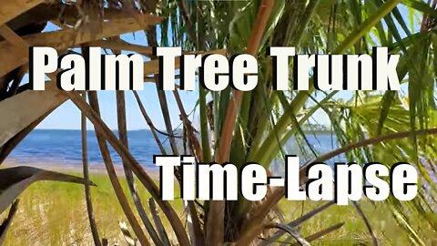 Porter Island through a palm tree trunk Time Lapse