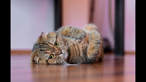 Scottish fold kitten