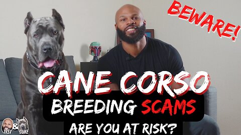 Beware: The Alarming Rise of Cane Corso Breeding Scams - Are You at Risk?
