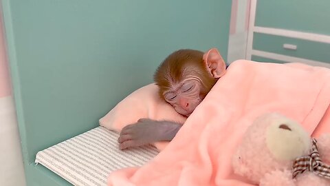 baby monky