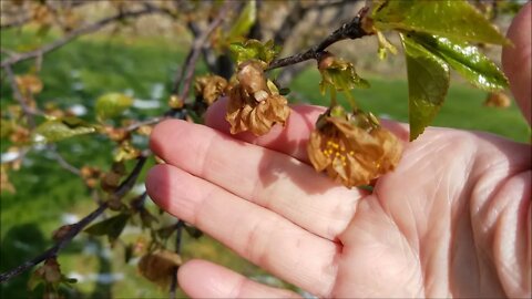 Mostly Brown Blossoms 4-23-21