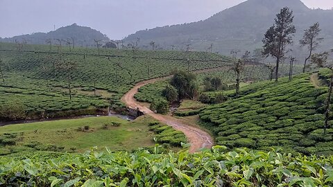Visiting a Tea factory in Kerala, India
