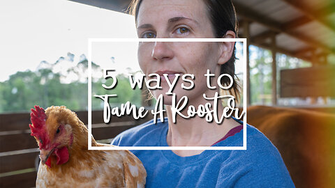 5 Ways to Tame a Rooster…Stick around for number 5!