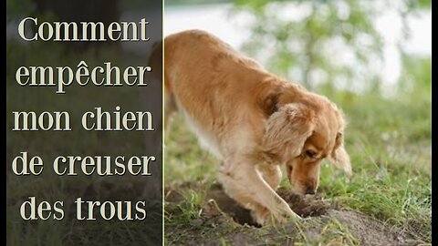 Comment empêcher mon chien de creuser des trous dans le jardin! Cocker Spaniel