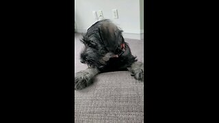 Dagr The Schnauzer - puppy pillow fight