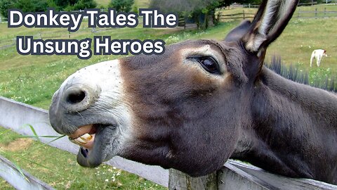 Donkey Tales The Unsung Heroes