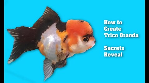 How to Breed and Create Trico Oranda Goldfish | Secrets Revealed