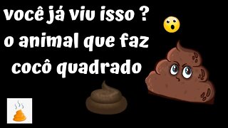 💥O INCRÍVEL ANIMAL QUE FAZ COCÔ QUADRADO😲