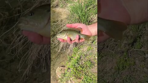 Fat Green Sunfish on the new Spy Jig. #fishing #finessefishing #panfish #sunfish #bluegill #shorts