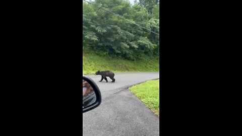 Why did the Bear Cross the Road?