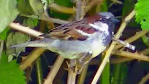 IECV NV #397 - 👀 Male House Sparrow Standing On A Sticker Bush🐤 6-11-2017