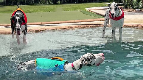 Great Danes siblings enjoy birthday pool party with diving & swimming