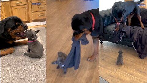 Rottweiler gets a tiny puppy and doesn't know what to do with her until she teaches