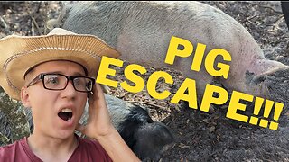 Pig ESCAPES from electric fence! Pigs Farming