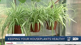Growing Your Garden: Keeping your houseplants healthy