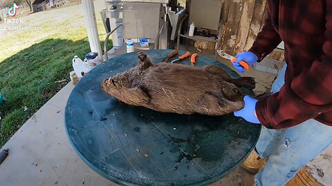 Putting up Fur! #trapper #beaver #wildlifemanagement