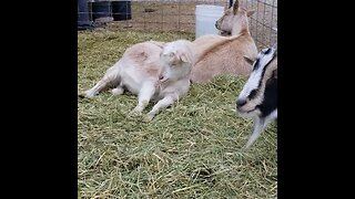 #sleepy #goats #homestead #homesteading #farm #farmanimals #farmlife