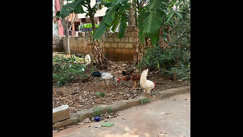 Hen and cock full fighting