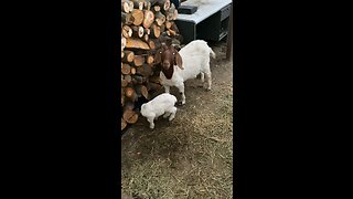 Baby goat. #GOAT #goats #beauty #cute #babygoats