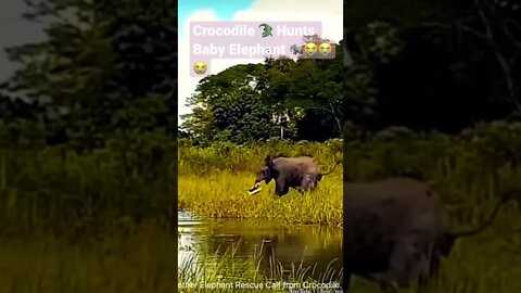 Crocodile 🐊 Over Power Baby Elephant 🐘😭😭😭