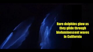 Rare dolphins glow as they glide through bioluminescent waves in California