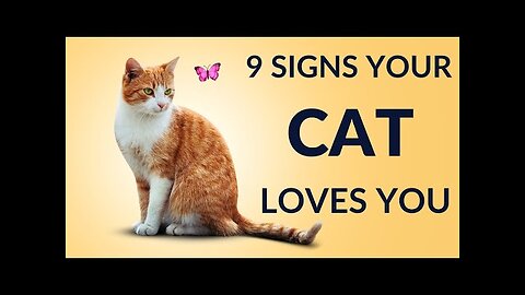 9 Signs That Shows Your Cat Loves you