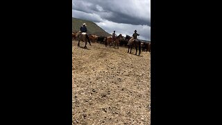 Branding calves