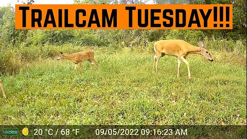 TRAILCAM TUESDAY!!!