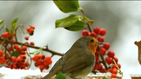 Bird robin feathers winter nature