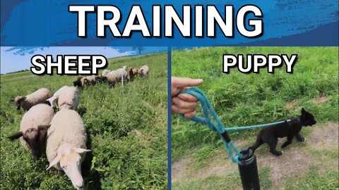 Training Continues With Lycan Shepherd Puppy | Sheep With One Line Fencing.