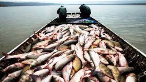 How To Harvest Thousands Tons of Carp Fish - Asian Carp Fish Processing in Factory - Carp Hatchery