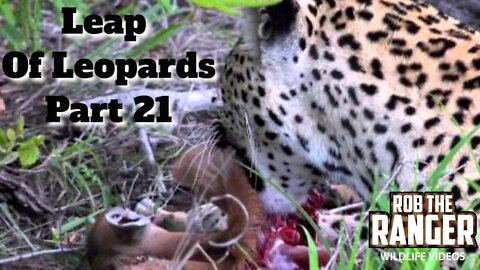 Leap Of Leopards: Mother And Cubs (21): Feeding On A Newborn Impala