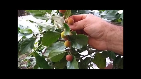 dovialis doce uma das melhores frutiferas para vaso dica de como fazer muda