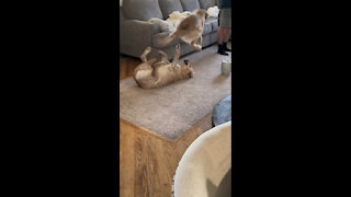 Golden retrievers playing - Benny does a funny jump