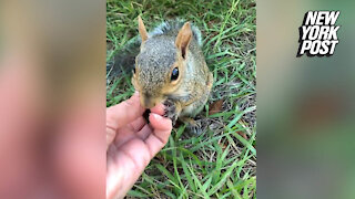TikTok went 'nuts' for squirrel holding hands with woman