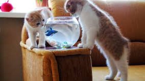Cat playing in the aquarium