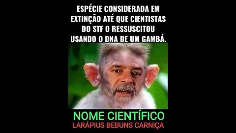 Lula O Macaco Ladrão