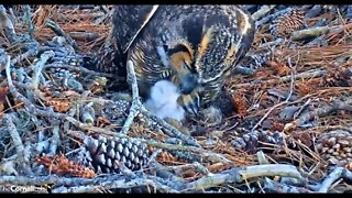 A Peek At Our Growing Owlet 🦉 2/22/22 18:20