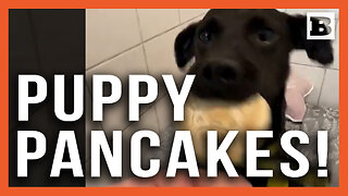 Puppy Pancakes! Dublin Rescue Dogs Gobble Pancakes Before Mardi Gras