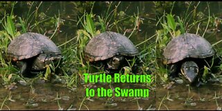 Turtle Returns to the Swamp