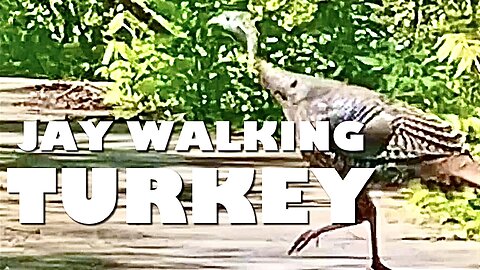 Jay Walking Turkey