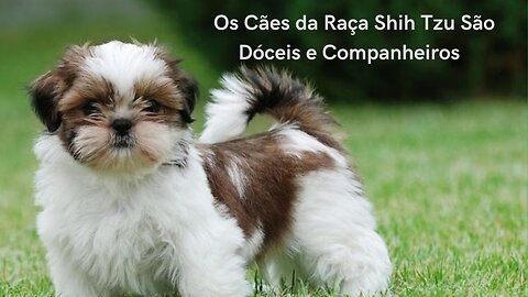 🐕‍🦺Shih Tzu Breed Dogs Are Docile and Companion