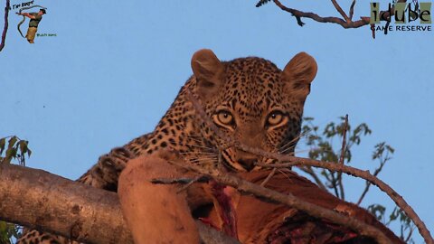 Scotia Female Leopard Feeding On An Impala | Epic African Safari