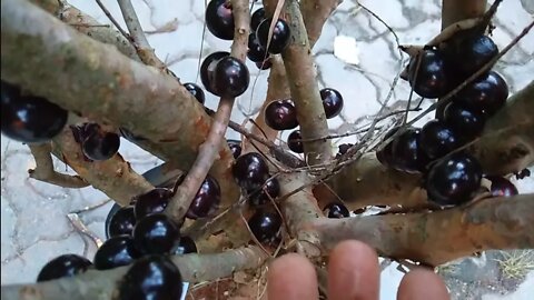 jabuticabeira precoce muito doce produzindo num vaso de 25 litros