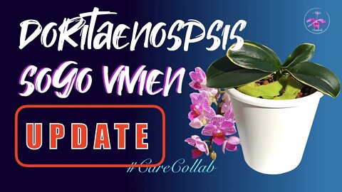 Doritaenopsis Sogo Vivien UPDATE | June '21 Scale | Recovery mode status report #CareCollab