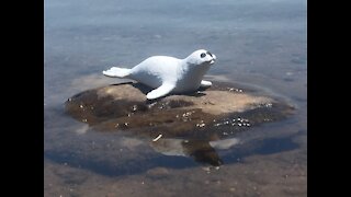 3D Printed Baby Seal