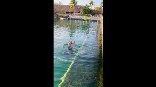 Playful dolphins at Puerto Aventuras