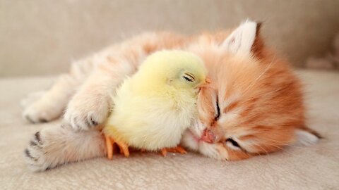 "Kittens walk with a tiny chicken" So Cute!