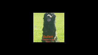 Bullett