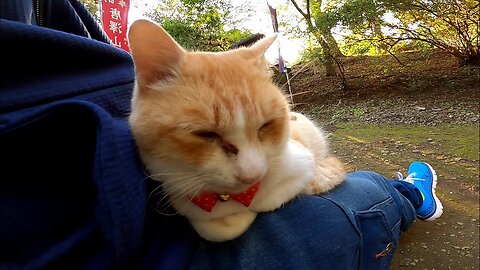 A cat was sitting on the chair by the pond, so when I sat next to me, I got on my lap